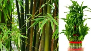bamboo