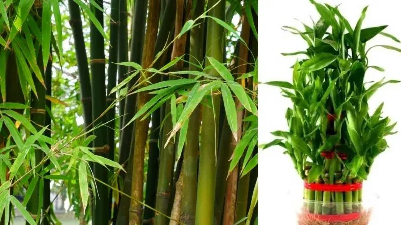 bamboo