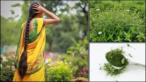 bhringraj-for-long-and-thick-hair