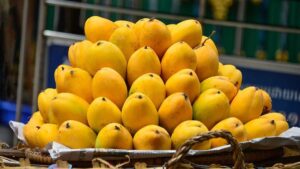 picking-a-good-mango