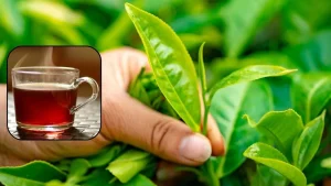 best-indian-tea-by-region