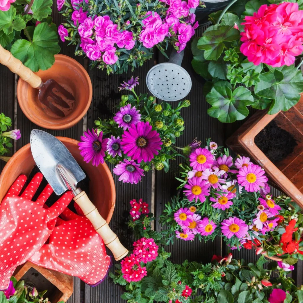 flower-plants