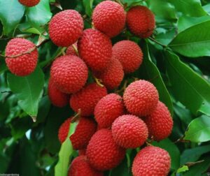 lichi