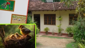 pictures-of-birds