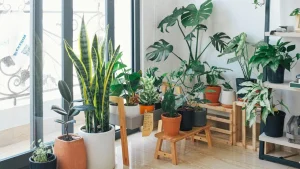 plants-for-home-decor-