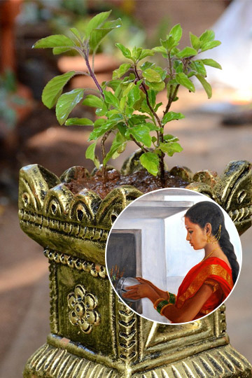 tulsi-plant-water-offering