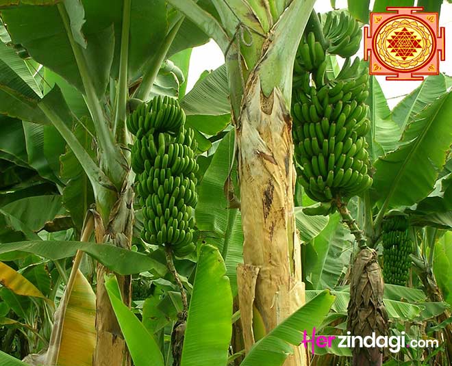 vastu-tips-for-banana-plant