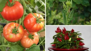 vegetable-plant-at-home