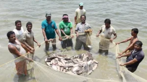 15_06_2023-17_08_2022-fish_farming_22985896_23441979_m