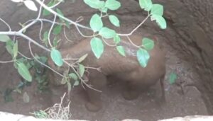 20250603121806_haathi shaavak