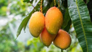 Mango-farms-in-Krishnagiri