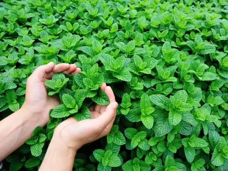 mint_5d417596b4fa3