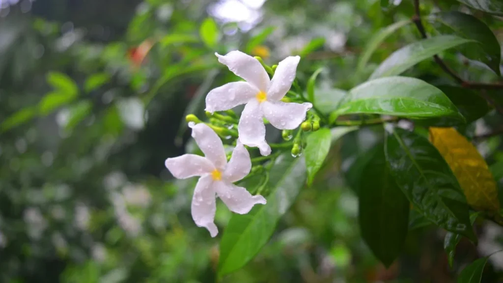 monsoon-gardening-flowers