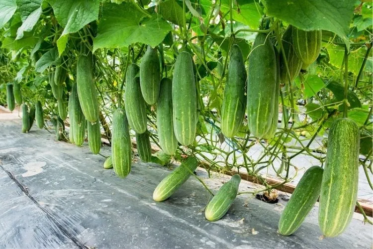 cucumber