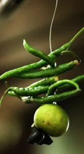 nimbu6