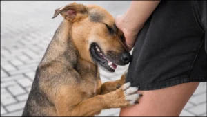 dog-bite-treatment-01-08-2025-1754028980