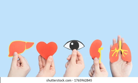 organ-donation-transplantation-concept-human-260nw-1765962845
