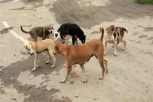 stray-dogs