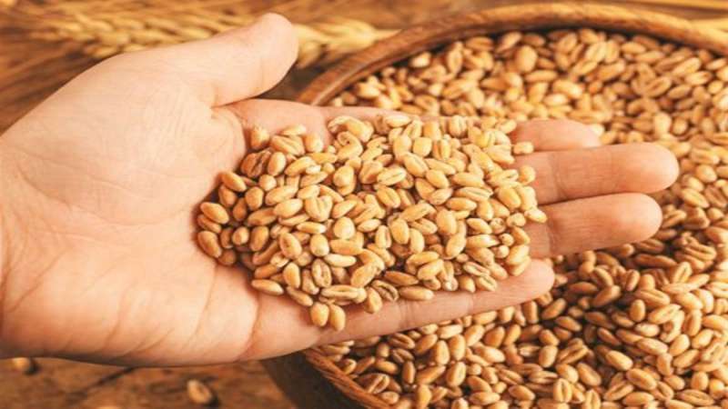 22_02_2023-wheat_price_in_indore_22-2-2023