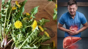 dandelion-plant-liver-31-08-2025-1756606486