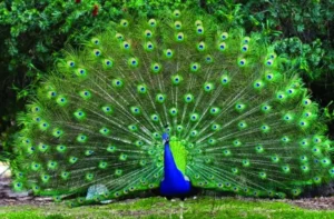 peacock_1