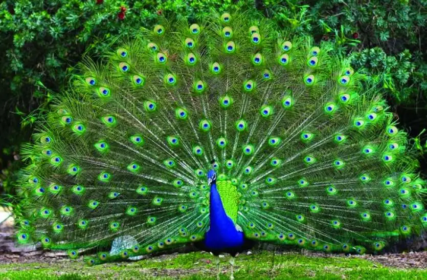 peacock_1