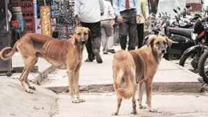 stray-dogs-1