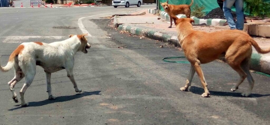 street dogs.