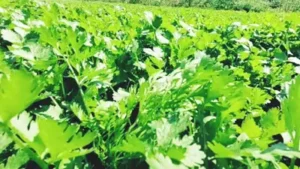coriander-cultivation