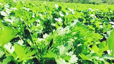 coriander-cultivation