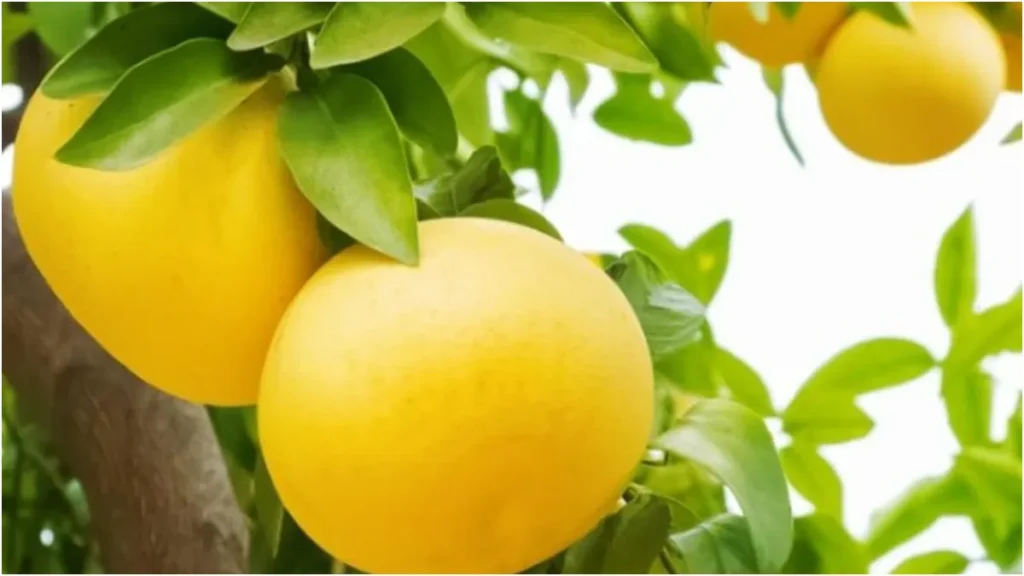 grapfruit-benefits-28-10-2025-1761637663