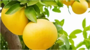 grapfruit-benefits-28-10-2025-1761637663