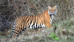 tiger
