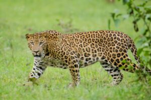 Nagarhole_Kabini_Karnataka_India_Leopard_September_2013-768x512