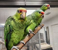 download-2025-11-28T123114.110