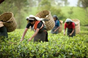 tea-production_202007174263