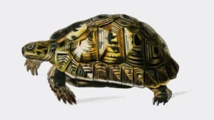 turtle-freepik-1763963630