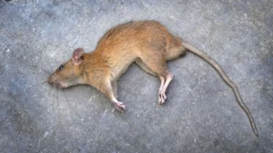 dead-rat-1764682380