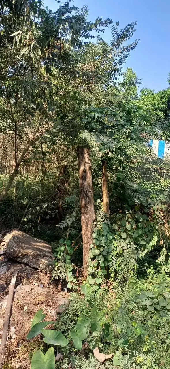 eb18b9d9b38495a087a4c2ec9c79de0f