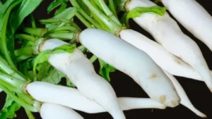 foodzlife-1766146797