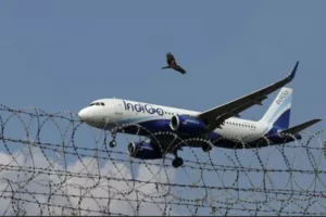 indigo-8