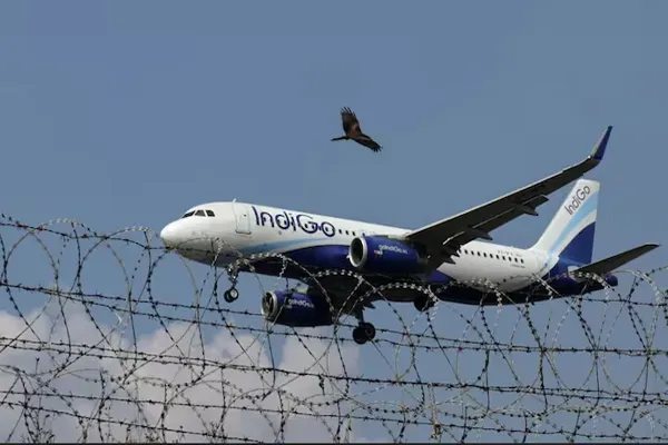 indigo-8