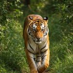 Inner-Bhopal280725060733