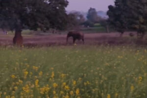 abd1f0e09539d4a06ca3041a17fbdae0_1741239857