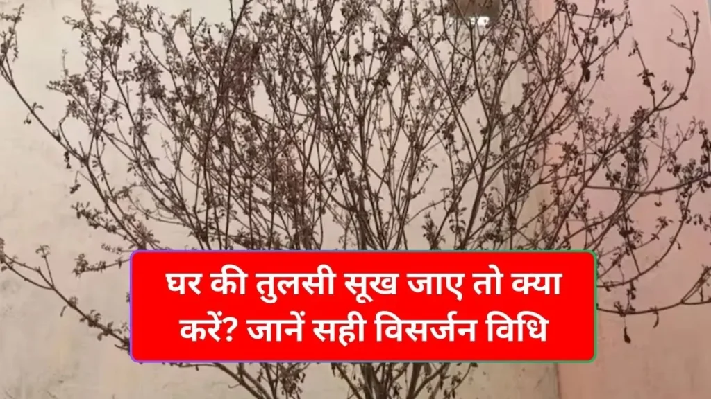 tulsi-plant-pexels-1768475433