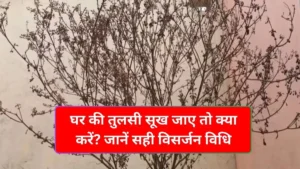 tulsi-plant-pexels-1768475433