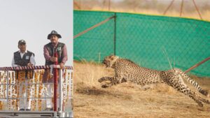 20_04_2025-cheetah_rehabilitation_campaign