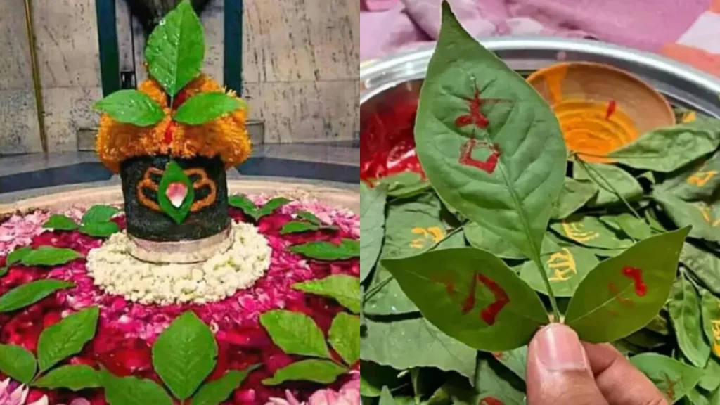 mahashiratri-par-belpatra-khane-ke-fayde-12-02-2026-1770879237