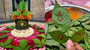 mahashiratri-par-belpatra-khane-ke-fayde-12-02-2026-1770879237