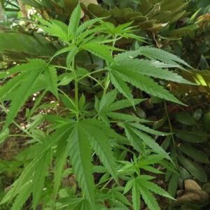 20260329175026_Untitled.jpgganja